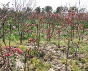 南汇天气预报40天