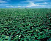 微山天气预报40天