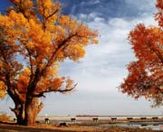 沙雅天气预报40天