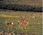 比如天气预报40天