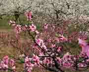 砀山天气预报60天