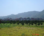 美姑天气预报40天