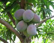 华坪天气预报40天